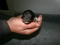 AKC Oscar , a male Poodle - Miniature  for sale in Cub Run, KY – Photo 2 of 3