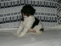 AKC Oscar , a male Poodle - Miniature  for sale in Cub Run, KY – Photo 4 of 5