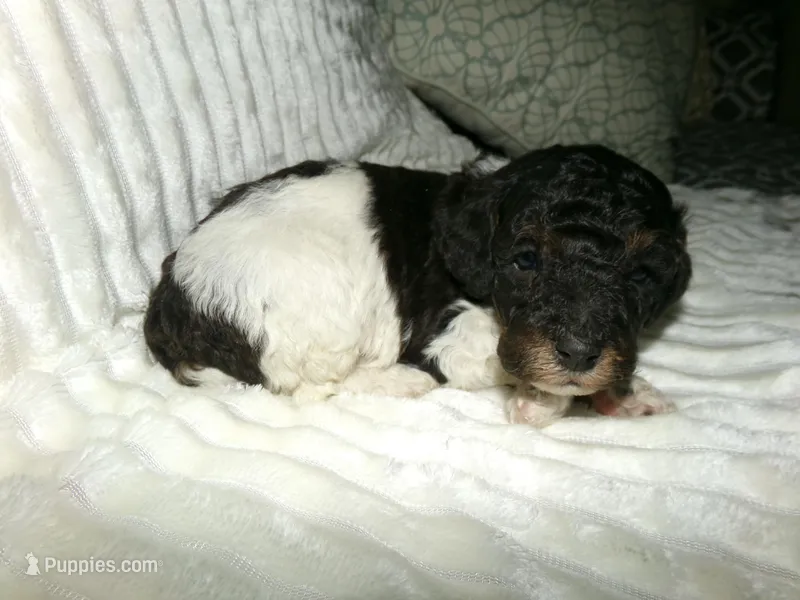 AKC Oscar  – Poodle - Miniature  puppy for sale in Cub Run, KY