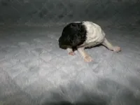 AKC Oscar , a male Poodle - Miniature  for sale in Cub Run, KY – Photo 3 of 3