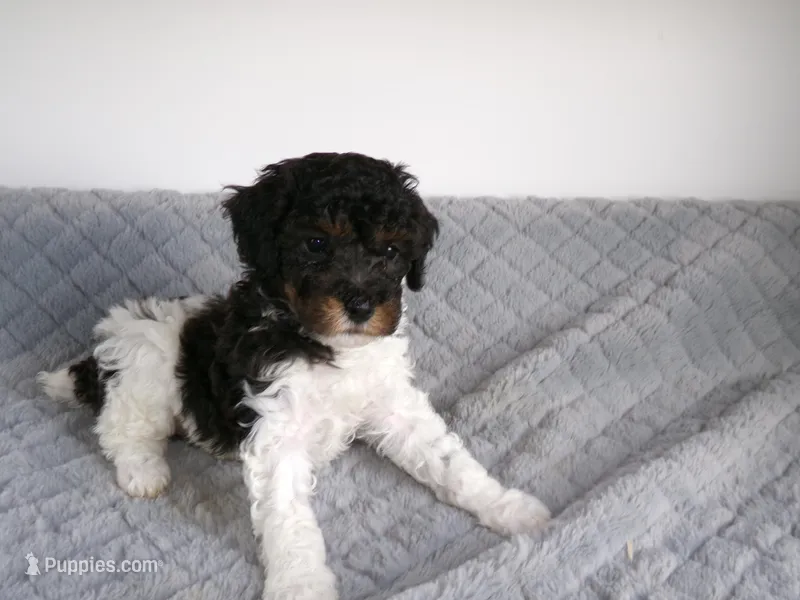 AKC Oscar  – Poodle - Miniature  puppy for sale in Cub Run, KY