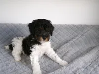 AKC Oscar , a male Poodle - Miniature  for sale in Cub Run, KY – Photo 1 of 5