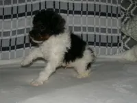 AKC Oscar , a male Poodle - Miniature  for sale in Cub Run, KY – Photo 5 of 5