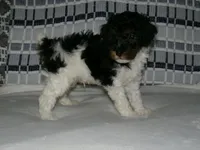 AKC Oscar , a male Poodle - Miniature  for sale in Cub Run, KY – Photo 3 of 5