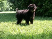 AKC Bella, a female Poodle - Miniature  for sale in Cub Run, KY – 7 of 7