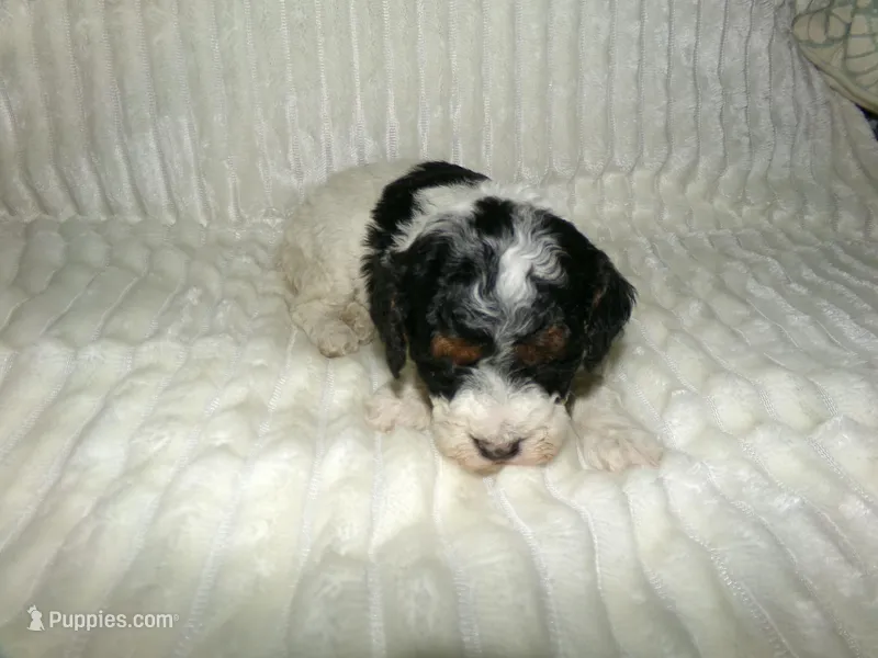 AKC Bailey  – Poodle - Miniature  puppy for sale in Cub Run, KY