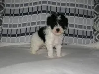 AKC Bailey , a female Poodle - Miniature  for sale in Cub Run, KY – Photo 5 of 5