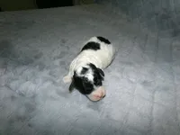 AKC Bailey , a female Poodle - Miniature  for sale in Cub Run, KY – Photo 3 of 3