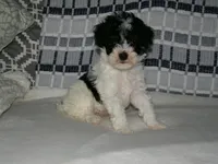 AKC Bailey , a female Poodle - Miniature  for sale in Cub Run, KY – Photo 2 of 5