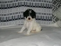 AKC Bailey , a female Poodle - Miniature  for sale in Cub Run, KY – Photo 3 of 5