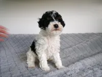 AKC Bailey , a female Poodle - Miniature  for sale in Cub Run, KY – Photo 4 of 5