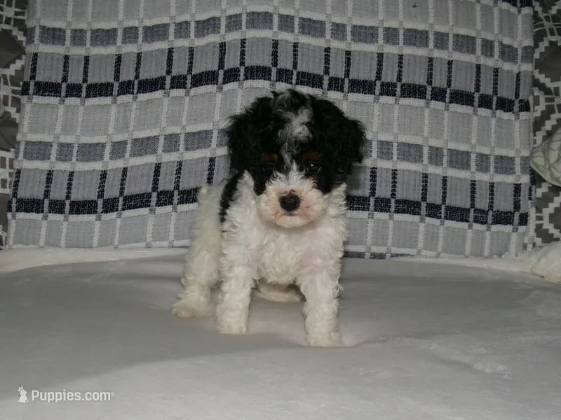 AKC Bailey  – Poodle - Miniature  puppy for sale in Cub Run, KY