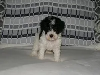 AKC Bailey , a female Poodle - Miniature  for sale in Cub Run, KY – Photo 1 of 5