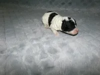 AKC Bailey , a female Poodle - Miniature  for sale in Cub Run, KY – Photo 2 of 3