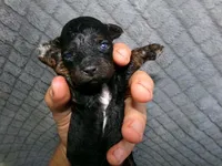 Kimmy, a female Poodle - Miniature  for sale in Cub Run, KY – 3 of 4