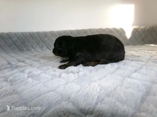 Buster – Poodle - Miniature  puppy for sale in Cub Run, KY