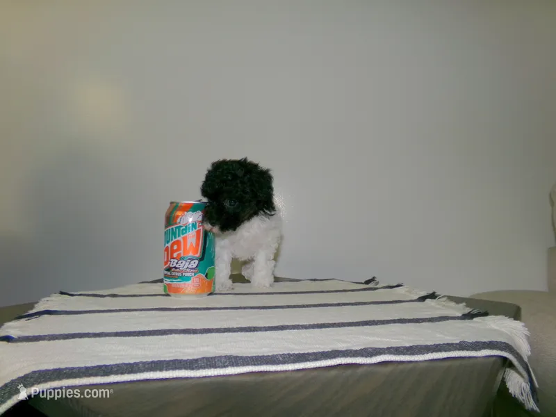 Sally – Poodle - Miniature  puppy for sale in Cub Run, KY