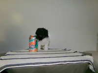 Sally, a female Poodle - Miniature  for sale in Cub Run, KY – 1 of 9