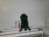 Wendy, a female Poodle - Miniature  for sale in Cub Run, KY – 3 of 10