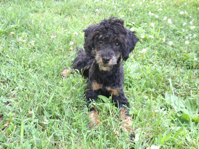 AKC Bella – Poodle - Miniature  puppy for sale in Cub Run, KY