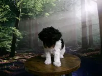 Sage, a female Poodle - Miniature  for sale in Cub Run, KY – 8 of 9
