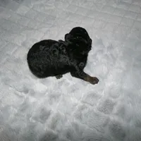 AKC Bella , a female Poodle - Miniature  for sale in Cub Run, KY – Photo 3 of 3