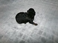 AKC Bella , a female Poodle - Miniature  for sale in Cub Run, KY – Photo 3 of 3