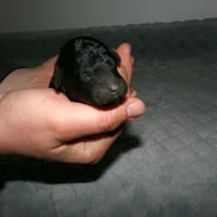 AKC Bella , a female Poodle - Miniature  for sale in Cub Run, KY – Photo 2 of 3