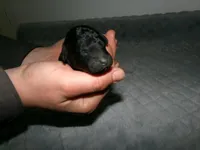 AKC Bella , a female Poodle - Miniature  for sale in Cub Run, KY – Photo 2 of 3