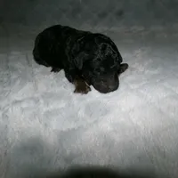 AKC Bella , a female Poodle - Miniature  for sale in Cub Run, KY – Photo 1 of 3