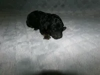 AKC Bella , a female Poodle - Miniature  for sale in Cub Run, KY – Photo 1 of 3