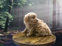 AKC Zoey, a female Poodle - Miniature  for sale in Cub Run, KY – 9 of 10