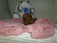 AKC Zoey, a female Poodle - Miniature  for sale in Cub Run, KY – 10 of 10