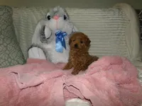 AKC Zoey, a female Poodle - Miniature  for sale in Cub Run, KY – 1 of 10