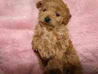AKC Zoey, a female Poodle - Miniature  for sale in Cub Run, KY – 3 of 10