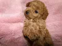 AKC Zoey, a female Poodle - Miniature  for sale in Cub Run, KY – 2 of 10