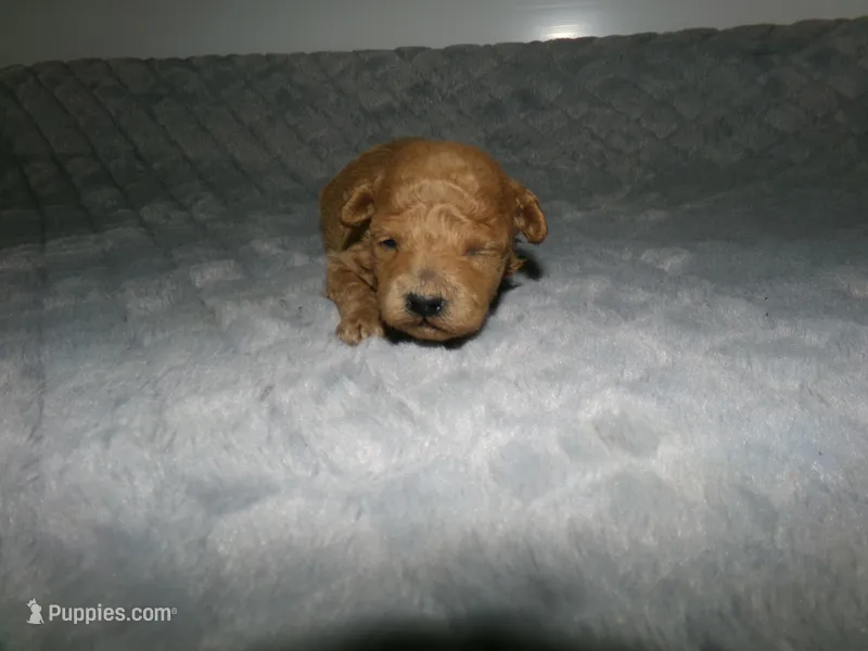 AKC Zoey – Poodle - Miniature  puppy for sale in Cub Run, KY