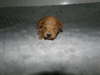 AKC Zoey, a female Poodle - Miniature  for sale in Cub Run, KY – Photo 1 of 3