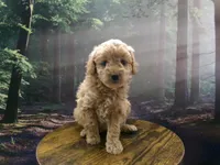 AKC Zoey, a female Poodle - Miniature  for sale in Cub Run, KY – 8 of 10