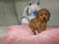AKC Zoey, a female Poodle - Miniature  for sale in Cub Run, KY – 4 of 10