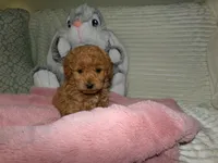 AKC Zoey, a female Poodle - Miniature  for sale in Cub Run, KY – 5 of 10