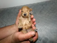 AKC Zoey, a female Poodle - Miniature  for sale in Cub Run, KY – Photo 3 of 3