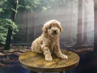 AKC Zoey, a female Poodle - Miniature  for sale in Cub Run, KY – 7 of 10