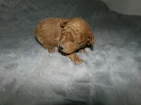 AKC Zoey, a female Poodle - Miniature  for sale in Cub Run, KY – Photo 2 of 3