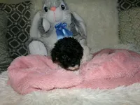 Sally, a female Poodle - Miniature  for sale in Cub Run, KY – 3 of 9
