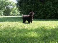 AKC Bella, a female Poodle - Miniature  for sale in Cub Run, KY – 3 of 7