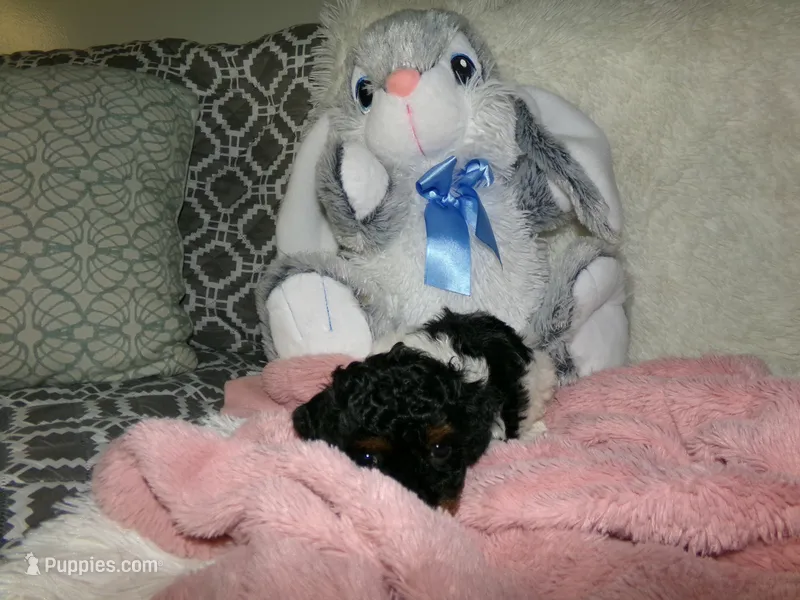 Sage – Poodle - Miniature  puppy for sale in Cub Run, KY