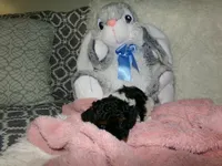 Sage, a female Poodle - Miniature  for sale in Cub Run, KY – 1 of 9