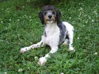 AKC Oscar , a male Poodle - Miniature  for sale in Cub Run, KY – 5 of 5