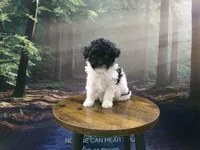 Kiley, a female Poodle - Miniature  for sale in Cub Run, KY – 5 of 6